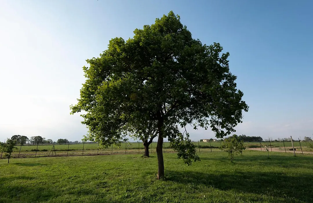 Agriturismo Cascina Graziosa-1